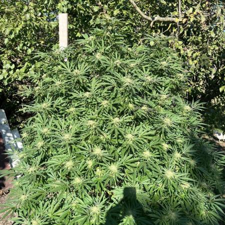 Frozen Black Cherry