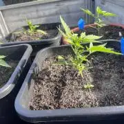 Mandarin Cookies Auto