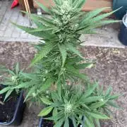 Gigabrain Auto