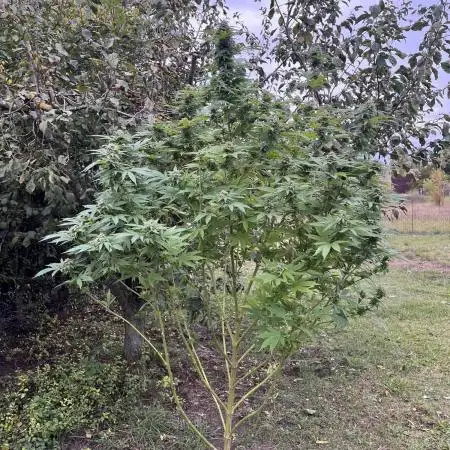Critical Kush