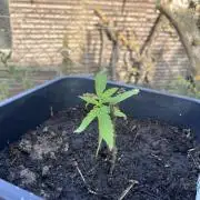 Sunset Sherbert Auto