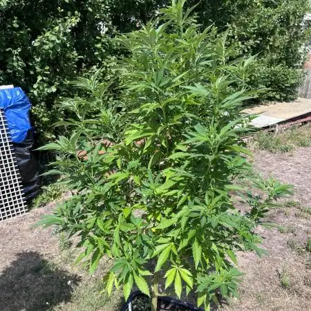 Gelato #45