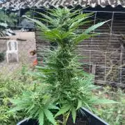 Sunset Sherbert Auto