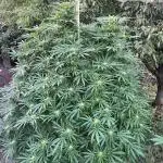 Frozen Black Cherry