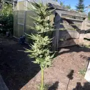 Gigabrain Auto