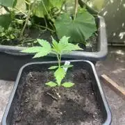 Purple Sunset Auto