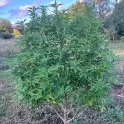 Gelato #45