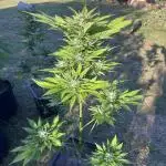 Purple Haze Auto