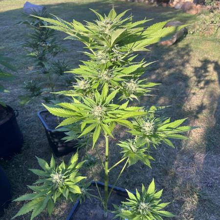 Purple Haze Auto