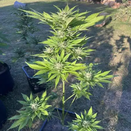 Purple Haze Auto