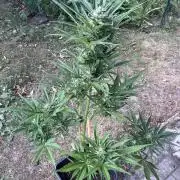 Cherry Punch Auto