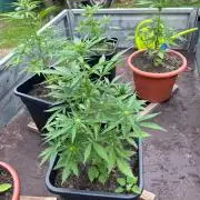 Mandarin Cookies Auto