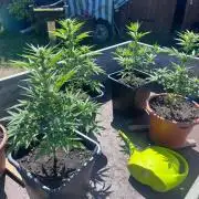 Mandarin Cookies Auto