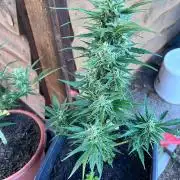 Sunset Sherbert Auto