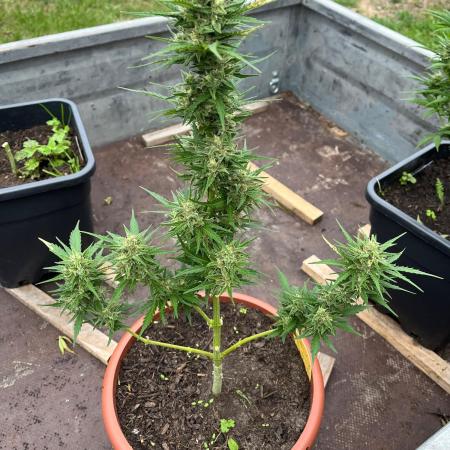 Sunset Sherbert Auto