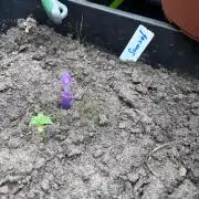Purple Sunset Auto