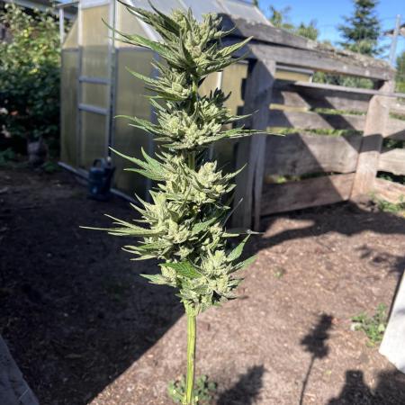 Gigabrain Auto