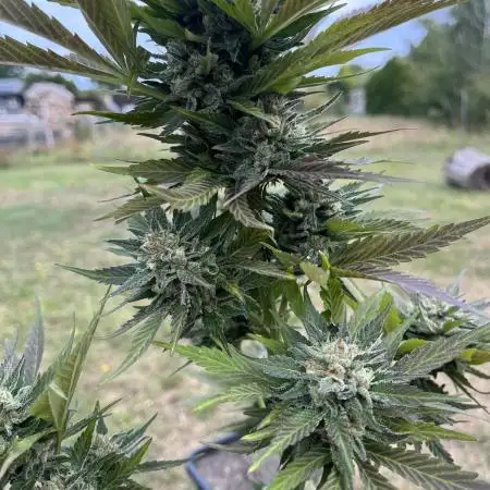 Purple Haze Auto
