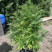 Gelato #45
