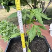 Purple Sunset Auto