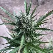 Cherry Punch Auto