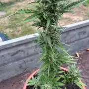 Alpine Delight CBD Auto