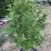Gelato #45