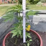 Alpine Delight CBD Auto