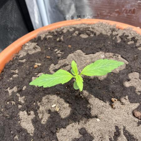 Frozen Black cherry Auto