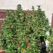 Gelato #45