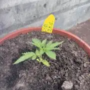 Alpine Delight CBD Auto