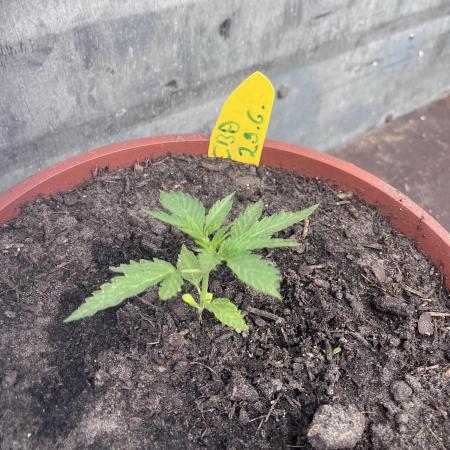 Alpine Delight CBD Auto