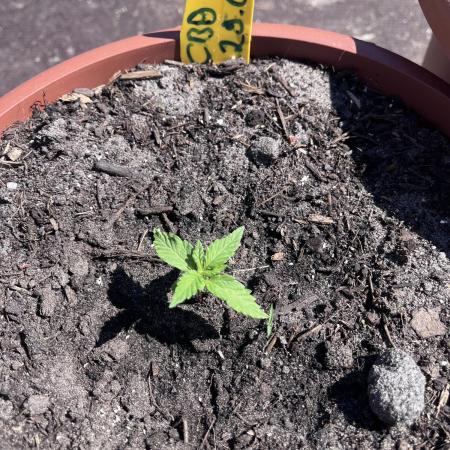 Alpine Delight CBD Auto