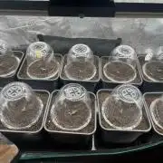 Critical Auto xxl