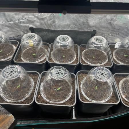 Critical Auto xxl