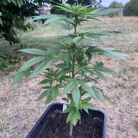 Purple Sunset Auto