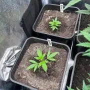 Black Bomb Auto