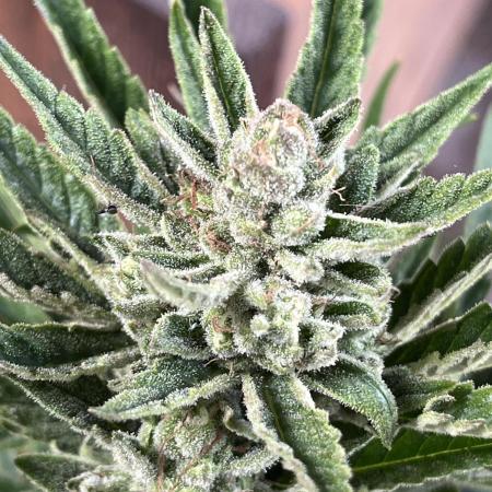 Gigabrain Auto
