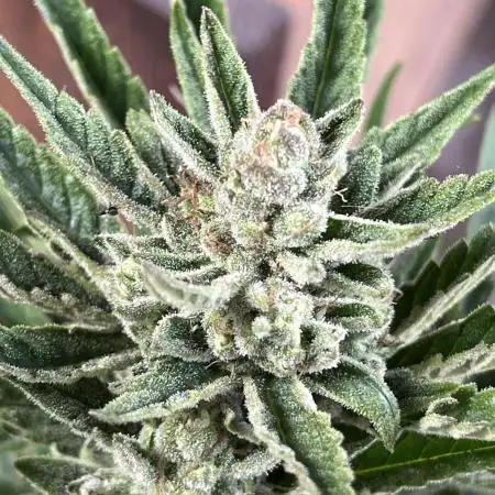 Gigabrain Auto