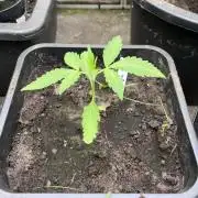 Gigabrain Auto
