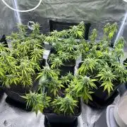Critical Auto xxl