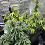 Cookies Gelato Automatic