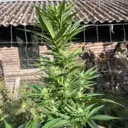 Sunset Sherbert Auto