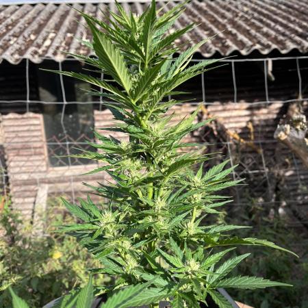 Sunset Sherbert Auto
