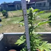 Alpine Delight CBD Auto