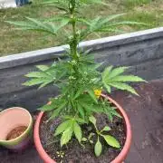 Alpine Delight CBD Auto