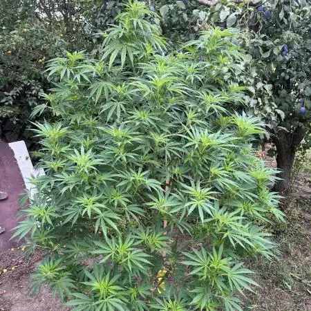Frozen Black Cherry