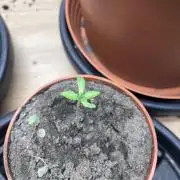 Strawberry Pop Rocks