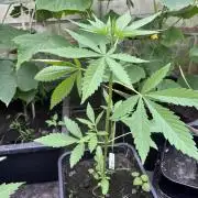 Gigabrain Auto