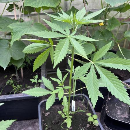 Gigabrain Auto